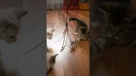 Pierwsza zabawka  #shorts #kot #kotek #kotki #kittens #funny #funnycats #meow
