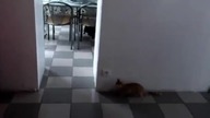 Kocie podchody fail