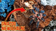 NIEWIDZIALNE gniazdo, ODRASTAJĄCE nogi, i kokon NIESPODZIANKA.  Co słychać u? #1*
