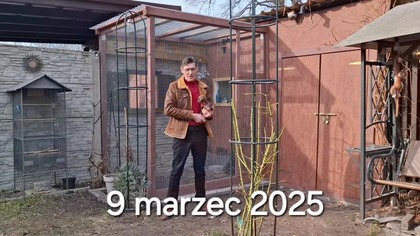 W Garden kuRaż * Narzędziownia i kanarek harceński * 09.  03.  2025