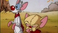 Pinky Pinky i M&oacute;zg S03E25 - M&oacute;żdzuś puchatek, czyli przygody melomana/M&oacute;zg boha