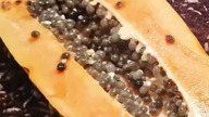 Maggots VS Papaya!