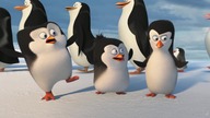 PINGWINY Z MADAGASKARU ! trailer