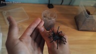 Przeprowadzka 2x Chromatopelma cyaneopubescens oraz Brachypelma auratum