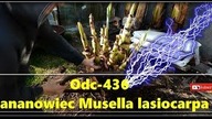 Odc-436-Banan Musella lasiocarpa Złoty lotos Rozdzielanie, duże sadzonki