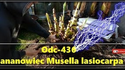 Odc-436-Banan Musella lasiocarpa Złoty lotos Rozdzielanie, duże sadzonki