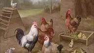 Bajki dla dzieci - O kurkach |Świat Dzieci|