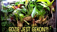 DŻUNGLA Gekona TOKE, głodny CARLOS, i ANOLISY które (... )