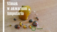 Ślimak w akwarium, Ampularia