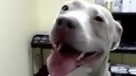Wizyta Pitbulla u weterynarza