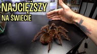 WYHODOWAŁEM POTWORA  Theraphosa blondi