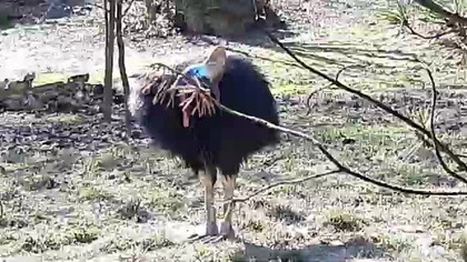 Kazuar Hełmiasty (Cassowary)