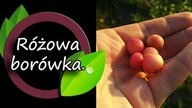 Borówka o różowych owocach - Pink lemonade.