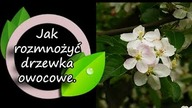 Jak łatwo rozmnożyć drzewka owocowe.
