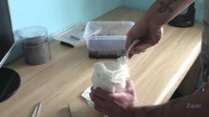 Unpacking Ceratogyrus marshalli, Haplopelma albostriatum(od Torin), Brachypelma vagans