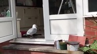 Bardzo sprytna mewa