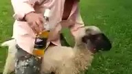 Szybka Karma