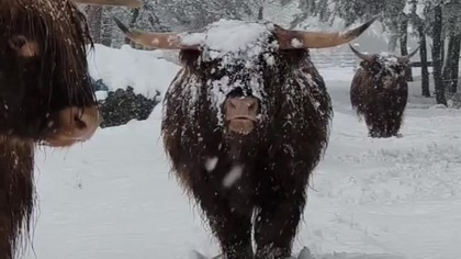 I do nas dotarła zima.  Byki wychodzą z zasypanego lasu  czysta natura i potęga #highlandcattle