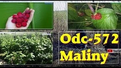 Odc-572-Kiedy i jak przycinać maliny, rozmnażanie, nawożenie, podlewanie
