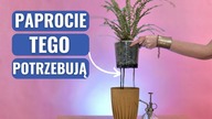 Przesadzanie Paproci Bez Stresu - Prosta Metoda, Którą Warto Znać