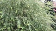 20200902 Google movie