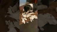 Pies się bawi #dogs