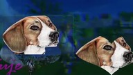 Na konkurs u Puppy SSO