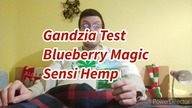 Gandzia Test - Blueberry Magic - Sensi Hemp