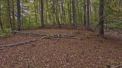 Beech Forest by a Quiet Lake  Natural Woodland Birdsong