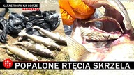 Nie znajdzie tu pan żywego organizmu.  A jeśli będzie, to będzie walczył o życie