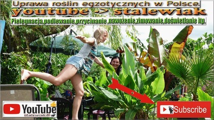 Odc 362 -Zimowanie-Alocasia x calidora,ucho słonia, uprawa,pielegnacja.