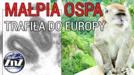 W Europie potwierdzono ponad 40 nowych przypadków małpiej ospy #shorts