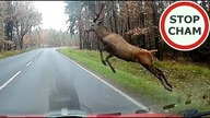 Jeleń przeskakuje nad samochodem #1664 Wasze Filmy