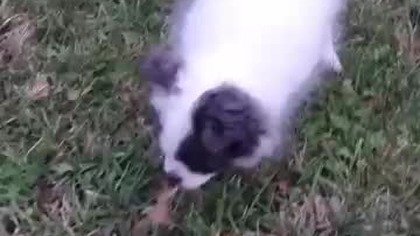 Chihuahua Luna Day 22