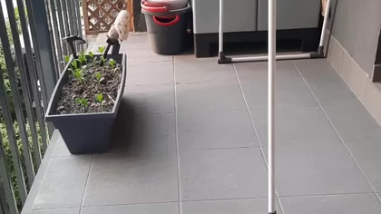 Jadą po emeryta #humor