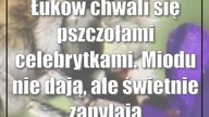Łuków chwali się pszczołami celebrytkami.  Miodu nie dają, ale świetnie zapylają