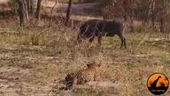 Młody leopard myślał, że na smartphonie prosiak coś ma fajnego...