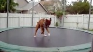 Pies trampolina