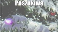Poszukiwana miejska choinka.  Urzędnicy liczą na mieszkańców