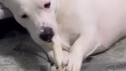 Piesek Biały i jego zabawka.