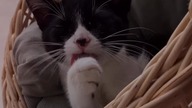 Funcik miauczy  #catsofyoutube #cats #koty #rap #rappl #muzyka #shorts