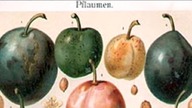 Rycina botaniczna - Prunus (śliwa) z 1897 r.