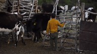 Honeyland official trailer Kraina Miodu 2019