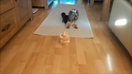 Talking Hamster vs Dog