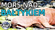 Na plaży w Mielnie zauważono morsa.  To pierwszy mors na Morzu Bałtyckim w historii!