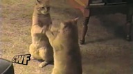 Cute fail