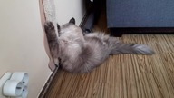 Luna on scratcher 