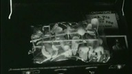 Pig 1998 Horror / Kr&oacute;tkometrażowy