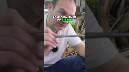 Jak Sadzić Sagittarię Prosty Poradnik Krok po Kroku!