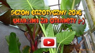130.  Sezon egzotyczny 2016 uważam za rozpoczęty